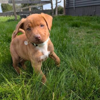 Mixed Breed Dogs Available for Adoption - Brie | PetCurious