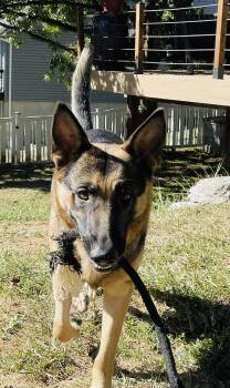 Rescue German Shepherd Dog Dogs for Adoption in Jefferson City, Missouri - Goose NEED TEMP FOSTER | PetCurious