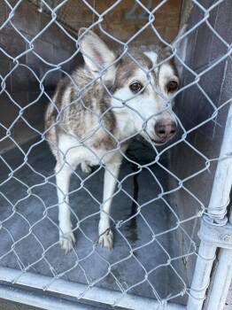 Banana -  Husky Dog for Adoption in Las Vegas, New Mexico - Banana | PetCurious