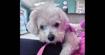 Daisy -  Maltese and Poodle Dog for Adoption in Alafaya, Florida - Daisy | PetCurious