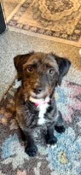 Portuguese Water Dog and Schnauzer Dogs Available for Adoption - Blacky | PetCurious