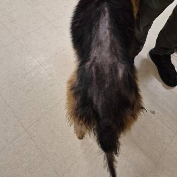 German Shepherd Dog Dogs Available for Adoption - Aslan | PetCurious