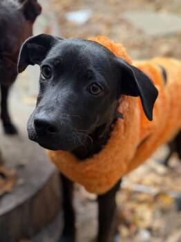 Rescue Chocolate Labrador Retriever Dogs for Adoption in Ridgefield, Connecticut - Jade | PetCurious