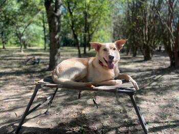 Rescue Retriever and Shepherd Dogs for Adoption in Judsonia, Arkansas - Buddy | PetCurious