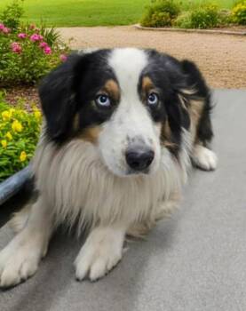 Rocky -  Australian Shepherd Dog for Adoption in Coarsegold, California - Rocky | PetCurious