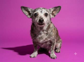 JELLY -  Mixed Breed Dog for Adoption in Jacksonville, Florida - JELLY | PetCurious