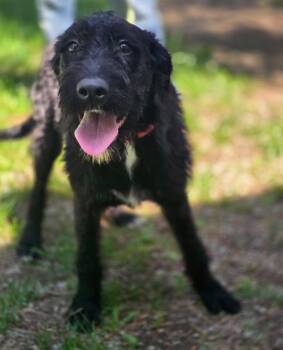 Beverly -  Schnauzer Dog for Adoption in Thompson Falls, Montana - Beverly | PetCurious