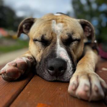 Sonny -  Pit Bull Terrier Dog for Adoption in Riverwoods, Illinois - Sonny | PetCurious