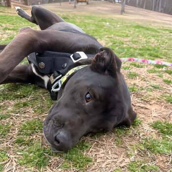 Labrador Retriever and Beagle Dogs Available for Adoption in Warrior, Alabama - Nessie | PetCurious