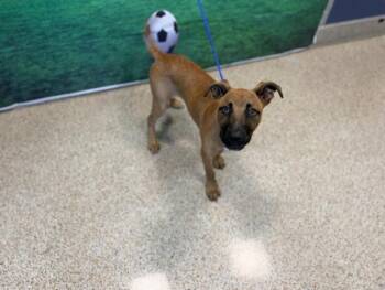 LANO -  Belgian Shepherd Laekenois and Mixed Breed Dog for Adoption in Doral, Florida - LANO | PetCurious