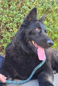 Shepherd Dogs Available for Adoption in Roseville, California - Bella | PetCurious