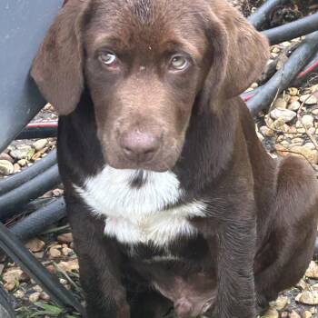 Pumpkin -  German Shorthaired Pointer and Chocolate Labrador Retriever Dog for Adoption in Okolona, Mississippi - Pumpkin | PetCurious