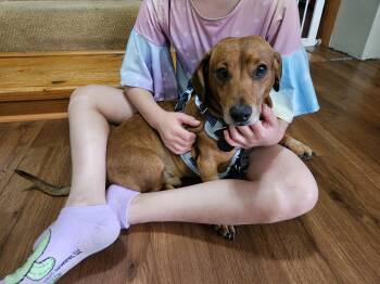 Boo Boo -  Dachshund Dog for Adoption in Coatesville, Pennsylvania - Boo Boo | PetCurious
