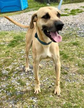 Rescue Black Mouth Cur Dogs for Adoption in Scott, Louisiana - Winston | PetCurious