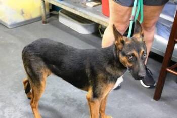 Rebel -  Coonhound and German Shepherd Dog Dog for Adoption in Picayune, Mississippi - Rebel | PetCurious