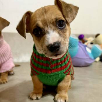 Jack Russell Terrier and Dachshund Dogs Available for Adoption in Gulfport, Mississippi - Bishop | PetCurious