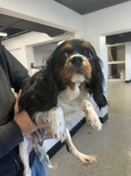 Cavalier King Charles Spaniel Dogs Available for Adoption - Charm | PetCurious