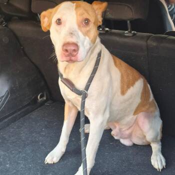 Mixed Breed Dogs Available for Adoption - 3/14/2026-Stray-ForrestRoad_2 | PetCurious