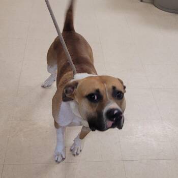 Mixed Breed Dogs Available for Adoption in Lake Panasoffkee, Florida - Apollo | PetCurious