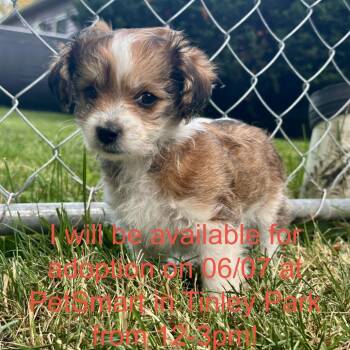 Tamale -  Mixed Breed Dog for Adoption in Matteson, Illinois - Tamale | PetCurious