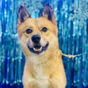 Finnish Spitz and Mixed Breed Dogs Available for Adoption in Bellingham, Washington - Iago | PetCurious