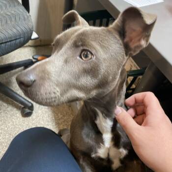 Rescue Pit Bull Terrier Dogs for Adoption in Columbia, Missouri - Dante | PetCurious