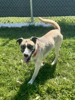 Rescue Mixed Breed Dogs for Adoption in St. Joseph, Michigan - Pappy | PetCurious