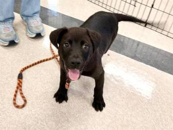 Labrador Retriever and Mixed Breed Dogs Available for Adoption in Santa Rosa, California - KINSEY | PetCurious