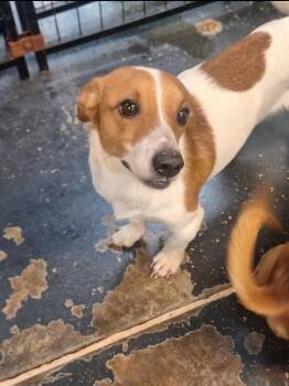 Jack Russell Terrier and Chihuahua Dogs Available for Adoption in St. Augustine, Florida - Max | PetCurious