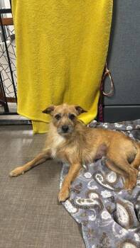 Terrier Dogs Available for Adoption in Sacramento, California - Montana | PetCurious