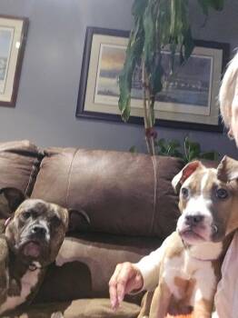 Ren -  Mixed Breed Dog for Adoption in Cincinnati, Ohio - Ren | PetCurious