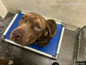 Rescue Catahoula Leopard Dog and Mixed Breed Dogs for Adoption in Ocala, Florida - BABY GIRL | PetCurious