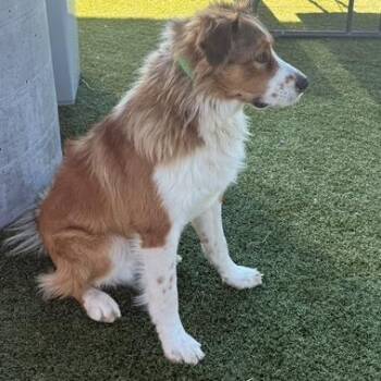 Coyote -  Australian Cattle Dog Blue Heeler and Cattle Dog Dog for Adoption in Idaho Falls, Idaho - Coyote | PetCurious