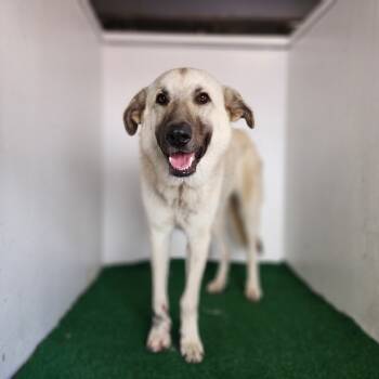 Rescue Anatolian Shepherd and Mixed Breed Dogs for Adoption in Boaz, Alabama - Ricky | PetCurious