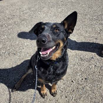 Rescue Cattle Dog and Australian Shepherd Dogs for Adoption in Incline Village, Nevada - Bailee | PetCurious