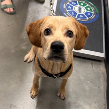 Leo 2 -  Yellow Labrador Retriever Dog for Adoption in Tampa, Florida - Leo 2 | PetCurious