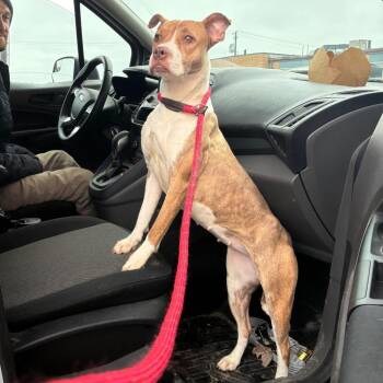 Terrier Dogs Available for Adoption - Leaf | PetCurious