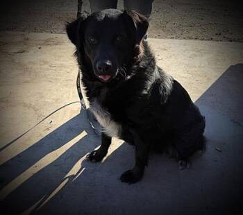 Australian Shepherd and Greater Swiss Mountain Dog Dogs Available for Adoption in Klamath Falls, Oregon - Po | PetCurious