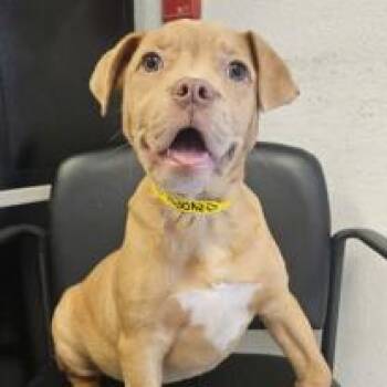 Pit Bull Terrier and Mixed Breed Dogs Available for Adoption in Fort Collins, Colorado - Daphne | PetCurious