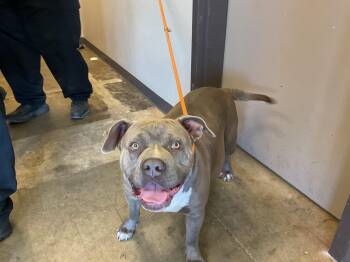 Pit Bull Terrier Dogs Available for Adoption in Ontario, California - NARIAH | PetCurious