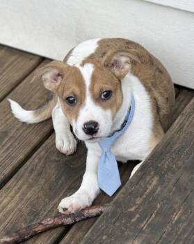 Terrier Dogs Available for Adoption - Jessie | PetCurious