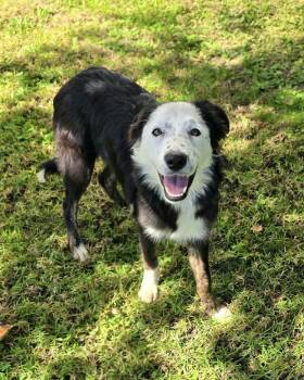 Rescue Border Collie Dogs for Adoption in Newport Beach, California - Sweet Pea | PetCurious