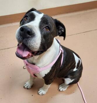 Truza -  Pit Bull Terrier Dog for Adoption in Kennewick, Washington - Truza | PetCurious