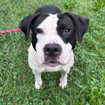 Jolene -  Pit Bull Terrier Dog for Adoption in York, Pennsylvania - Jolene | PetCurious