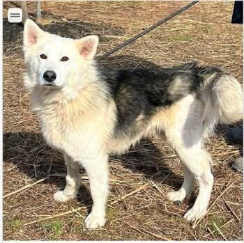 Shepherd Dogs Available for Adoption - Bucky | PetCurious