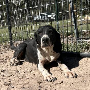 Hound Dogs Available for Adoption in Magnolia, Texas - Bessie | PetCurious