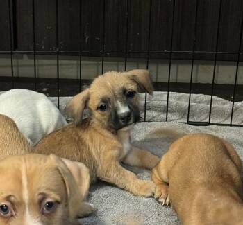 Rescue Chihuahua Dogs for Adoption in Los Angeles, California - Sky | PetCurious