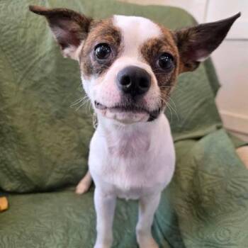 Petunia -  Chihuahua and Pug Dog for Adoption in Kansas City, Missouri - Petunia | PetCurious