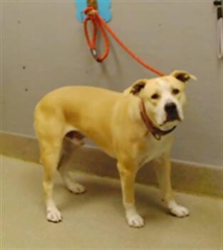 Rescue Staffordshire Bull Terrier and Mixed Breed Dogs for Adoption in Las Vegas, Nevada - SPAWTACULAR | PetCurious