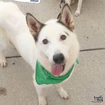 Nieves -  Husky Dog for Adoption in Washington, District Of Columbia - Nieves | PetCurious